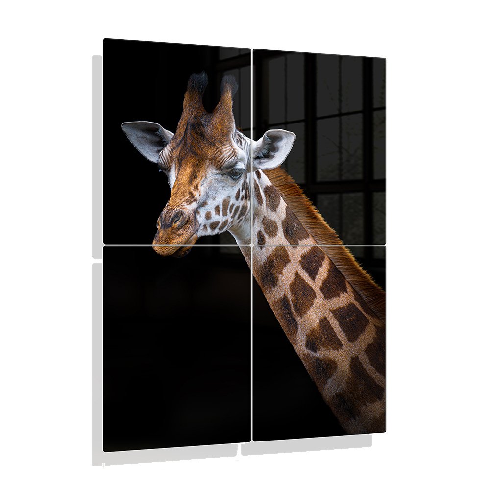 Foto aluminium Girraf